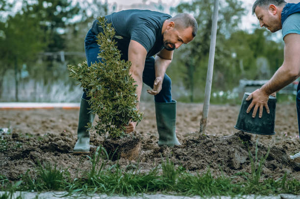 Trusted Rock Island, IL Tree Service Experts